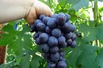 (ویدئو) به همین سادگی توی گلدون خونه انگور سیاه بکار