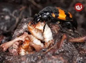 برترین عکس‌های حیات وحش سال ۲۰۲۵