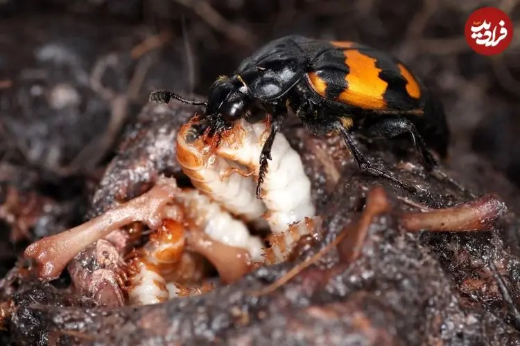 برترین عکس‌های حیات وحش سال ۲۰۲۵