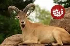 ببینید| بزغاله‌های وحشی تازه متولد شده در پارک ملی سالوک