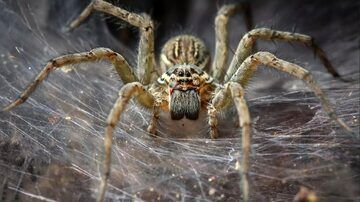 راز بزرگ عنکبوت‌هایی که روی صورتشان راه می‌روند؛ چرا عنکبوت‌ها هشت پا دارند؟