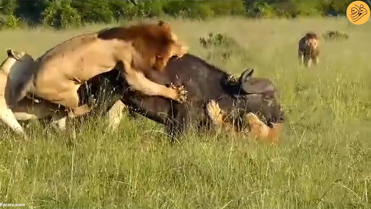 (ویدئو) دو شیر نر به راحتی یک بوفالو را شکار کردند