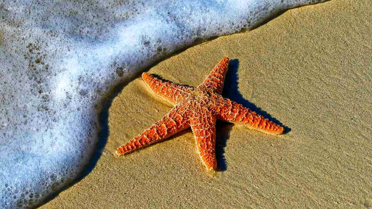 (ویدیو) تاکنون لحظه راه رفتن ستاره دریایی را دیده بودید؟