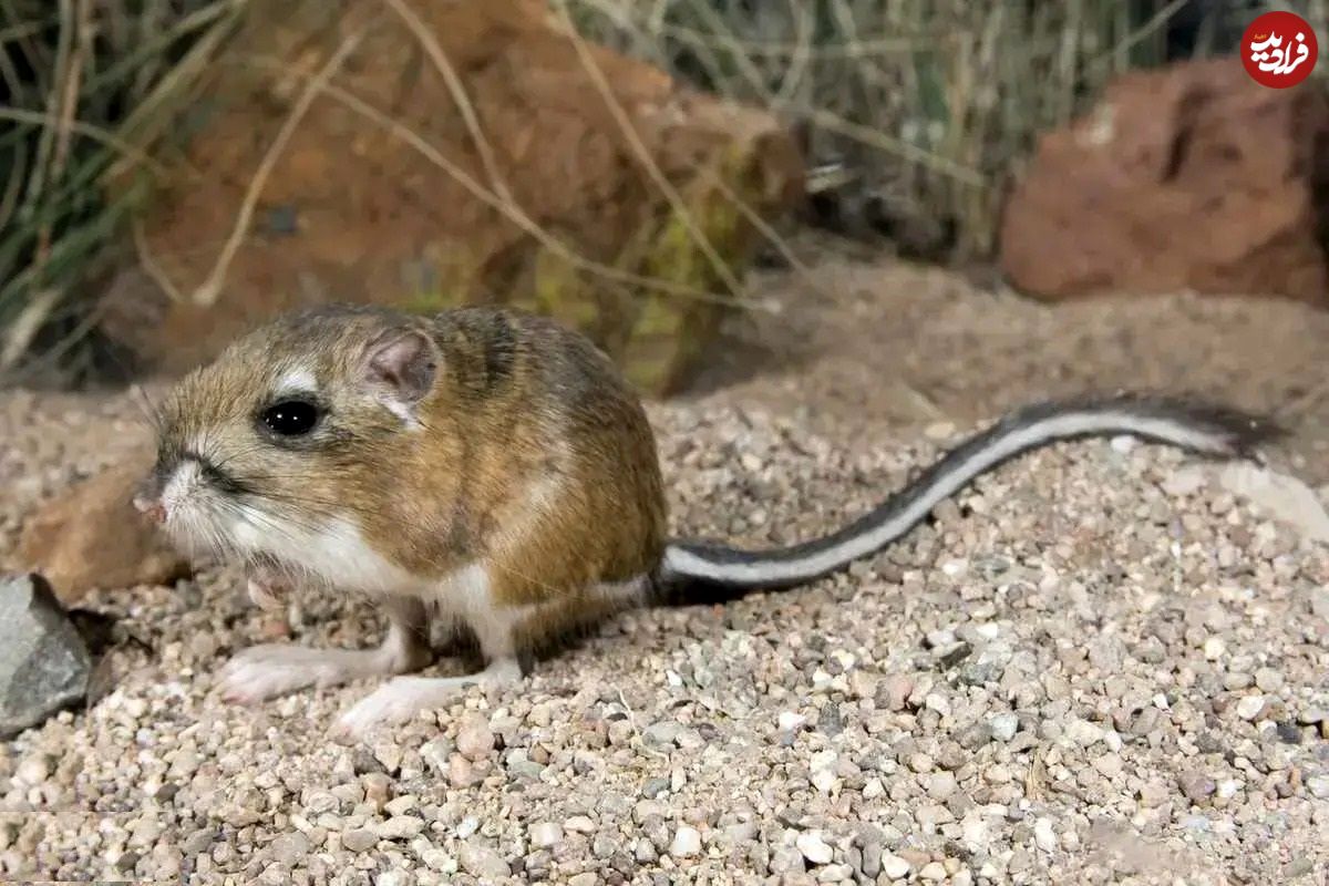 تصاویر؛ خرموش کانگورویی؛ شکارچی زیرک با پا و دم بلند که پرشهای چندمتری دارد و هیچوقت آب نمیخورد