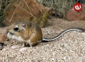 تصاویر؛ خرموش کانگورویی؛ شکارچی زیرک با پا و دم بلند که پرشهای چندمتری دارد و هیچوقت آب نمیخورد