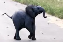 ببینید| درگیری بامزه «بچه فیل» تازه‌ متولدشده با پرستوها