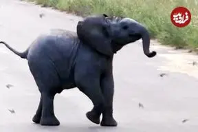 ببینید| درگیری بامزه «بچه فیل» تازه‌ متولدشده با پرستوها