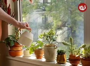 بهترین گیاهان برای تصفیه هوای خانه و اداره از نگاه ناسا