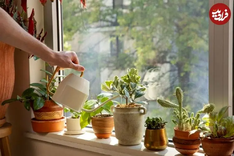 بهترین گیاهان برای تصفیه هوای خانه و اداره از نگاه ناسا