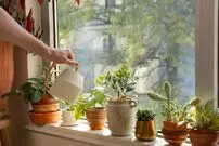 بهترین گیاهان برای تصفیه هوای خانه و اداره از نگاه ناسا