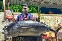 ببینید| مهارت ماهی فروش هندی در برش زدن ماهی تن 30 کیلوگرمی در کنارخیابان