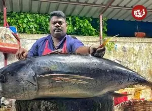 ببینید| مهارت ماهی فروش هندی در برش زدن ماهی تن 30 کیلوگرمی در کنارخیابان
