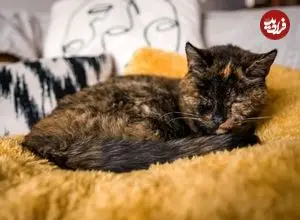 تصاویر| پیرترین گربه جهان به نام «فلوسی» با ۳۰ سال سن رکورد گینس خود را بهبود بخشید