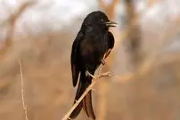 این پرنده به حیوانات دیگر دروغ می‌گوید