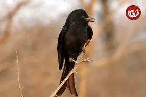 این پرنده به حیوانات دیگر دروغ می‌گوید