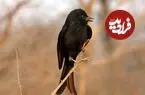 این پرنده به حیوانات دیگر دروغ می‌گوید