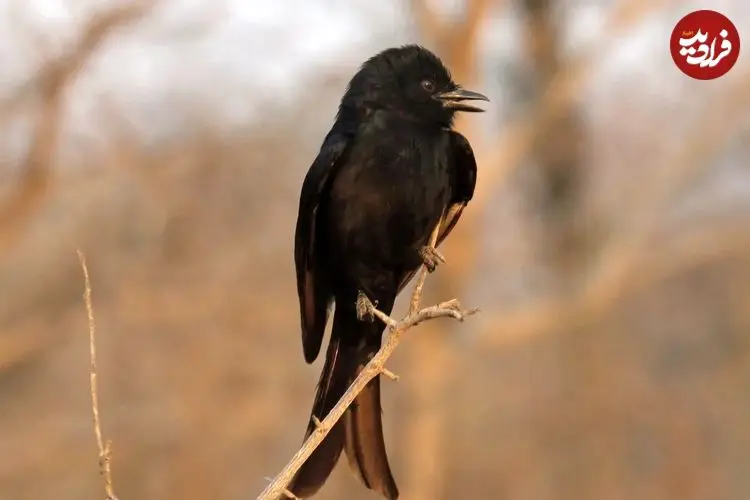 این پرنده به حیوانات دیگر دروغ می‌گوید