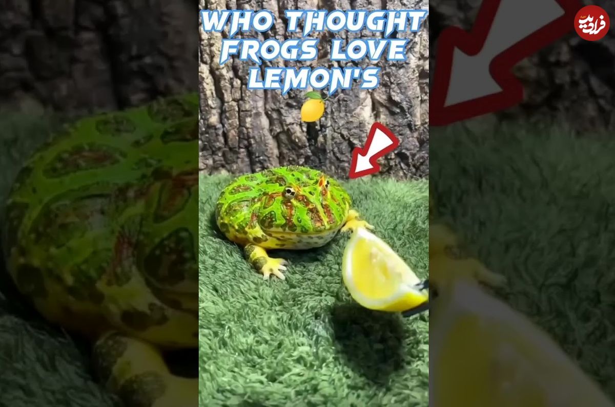 (ویدئو) واکنش دیدنی و جالب قورباغه به خوردن لیمو ترش