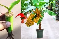 (ویدئو) نحوه پرورش درخت موز با کمک آلوئه ورا و میوه موز در خانه
