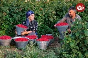 ببینید| غذای روستایی در آذربایجان؛ برداشت تمشک و تهیه مربا و کیک با آن