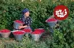 ببینید| غذای روستایی در آذربایجان؛ برداشت تمشک و تهیه مربا و کیک با آن