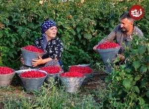 ببینید| غذای روستایی در آذربایجان؛ برداشت تمشک و تهیه مربا و کیک با آن