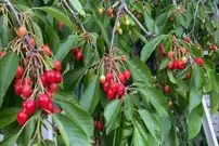 (ویدئو) برداشت تماشایی گیلاس های گران قیمت کره ای در یک باغ مشهور