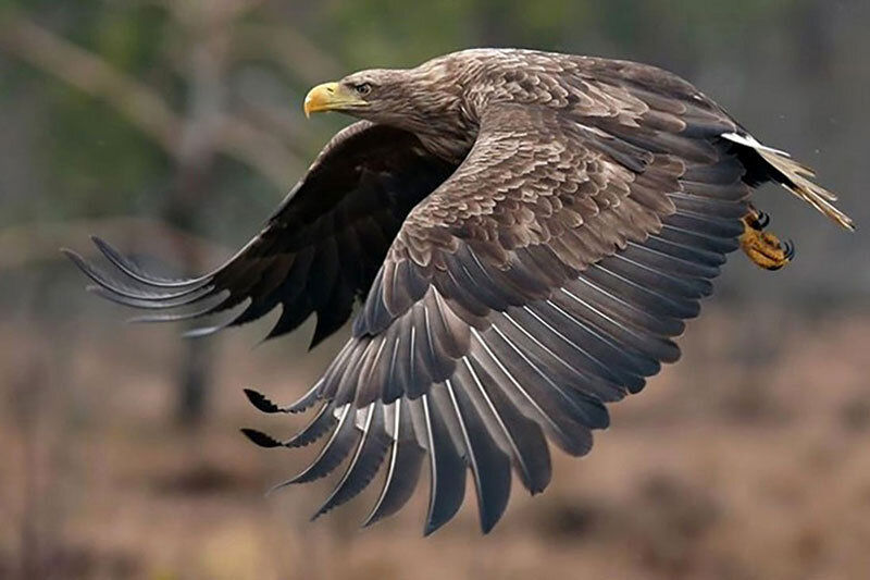(ویدئو) شکار مافوق استثنائی یک عقاب مقابل دوربین