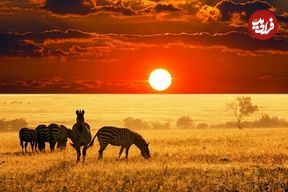ببینید؛ خوش فکری آفریقایی ها برای بیابان زدایی؛ حفره‌های هلالی، کلید بازسازی میلیون‌ها هکتار زمین بایر