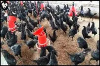 (ویدئو) نحوه پرورش 6 هزار مرغ و خروس سیاه؛ گران ترین مرغ و خروس های جهان 