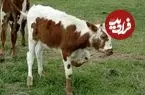 ببینید| نجات دشوار گوساله گرفتار در گودال گِلی