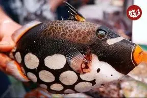 ببینید| غذای خیابانی در ژاپن؛ تهیه دو نوع غذا با دلقک ماهی در اوکیناوا