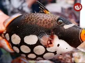 ببینید| غذای خیابانی در ژاپن؛ تهیه دو نوع غذا با دلقک ماهی در اوکیناوا