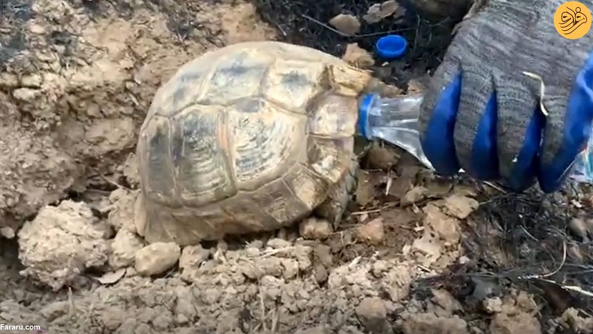 (ویدئو) سیراب کردن لاک‌پشت نجات یافته از آتش جنگل‌های مریوان