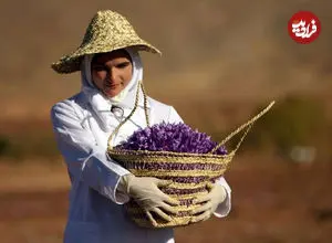 قیمت زعفران در بازار چقدر است؟