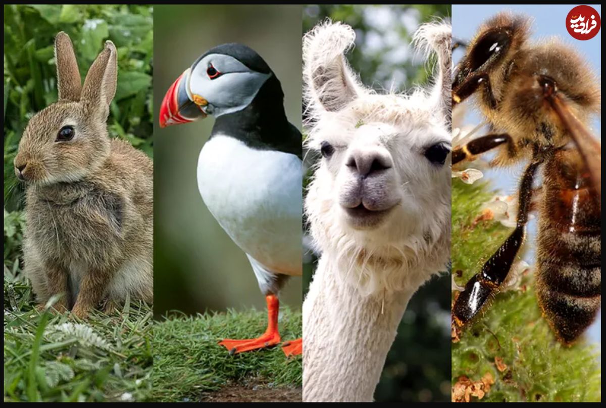 (تصاویر) این 28 حیوان به قدری شبیه هم هستند که نمی‌توانید تشخیص دهید!