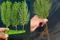 (ویدئو) یک روش ساده برای تکثیر درخت کاج در خانه