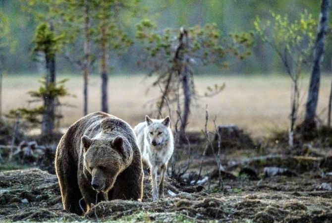 ( ویدیو) این خرس گریزلی گلادیاتور به تنهایی با یک گله گرگ می جنگد