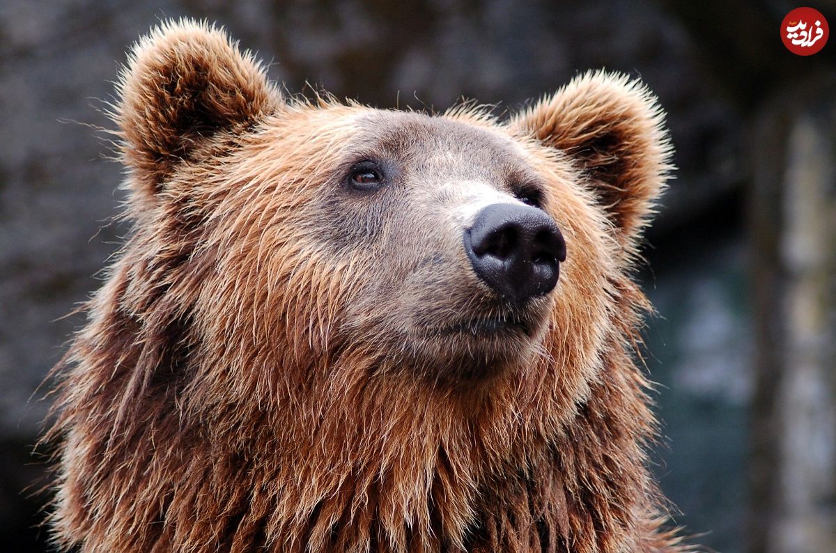 ببینید؛ پذیرایی از خرس گرفتار در تله کشاورزان مازندرانی با آب و عسل