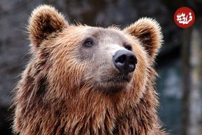 ببینید؛ پذیرایی از خرس گرفتار در تله کشاورزان مازندرانی با آب و عسل