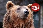 ببینید؛ پذیرایی از خرس گرفتار در تله کشاورزان مازندرانی با آب و عسل