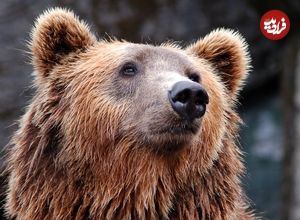ببینید؛ پذیرایی از خرس گرفتار در تله کشاورزان مازندرانی با آب و عسل