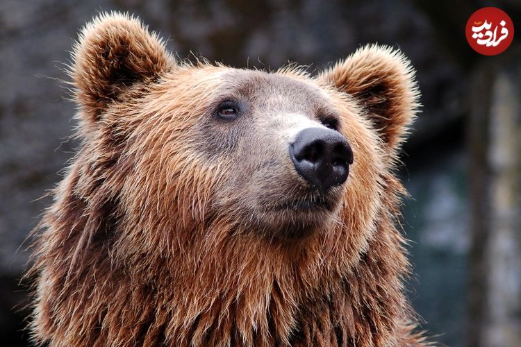 ببینید؛ پذیرایی از خرس گرفتار در تله کشاورزان مازندرانی با آب و عسل