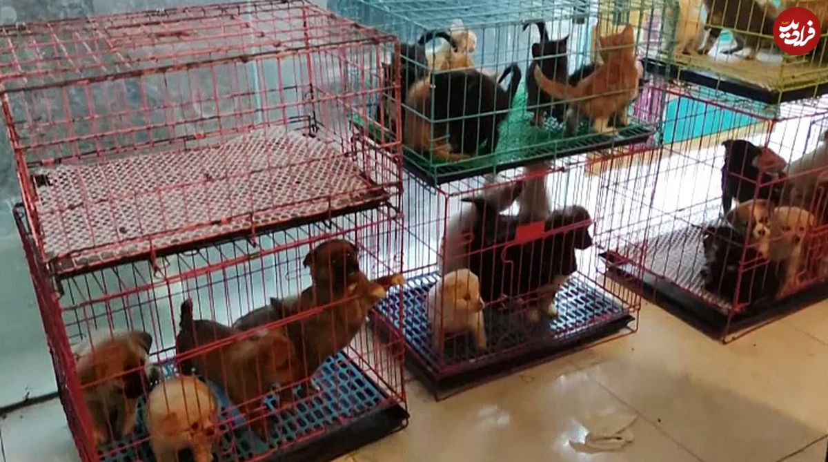 تجارت آنلاین و پُستی حیوانات در چین؛ کشف یک کامیون پر از توله سگ و بچه گربه در آستانه خفگی