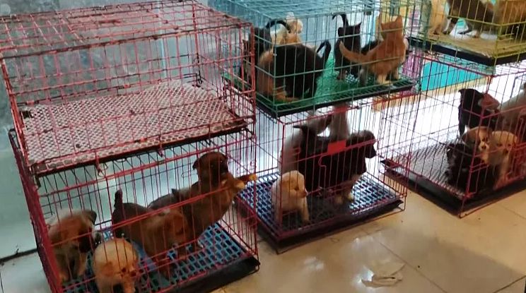 تجارت آنلاین و پُستی حیوانات در چین؛ کشف یک کامیون پر از توله سگ و بچه گربه در آستانه خفگی
