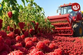 ببینید؛ چگونه آمریکایی ها هزاران تن تمشک را برداشت و فرآوری می کنند؟