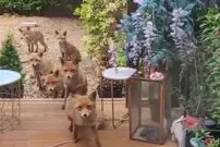 ویدئوی بامزه‌ صف کشیدن روباه‌ها برای دریافت غذا!