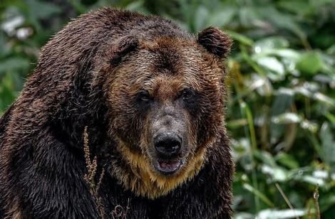 ( ویدیو) حمله خرس‌ ها به مناطق مسکونی در شمال ژاپن 