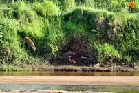 ببینید| ایمپالا قربانی حس بویایی کفتار شد