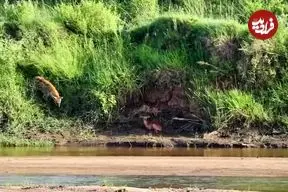 ببینید| ایمپالا قربانی حس بویایی کفتار شد